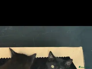 Mixed Breed cats six beautiful black kittens - Advert 1
