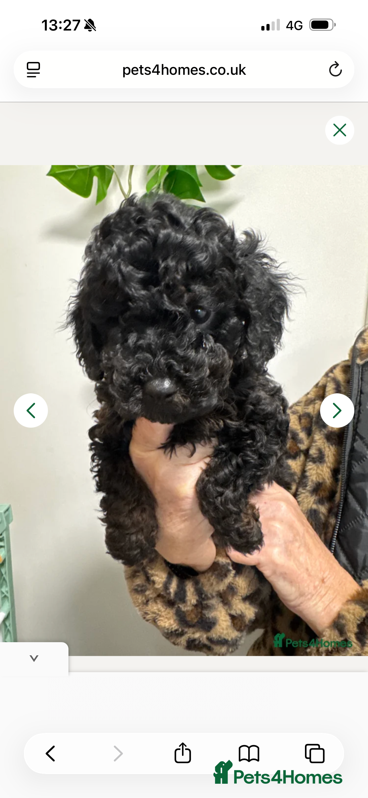 Mixed Breed dogs Miniature x Toy poodle, 1 girl remaining  - Advert 3