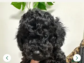 Mixed Breed dogs Miniature x Toy poodle, 1 girl remaining - Advert 3