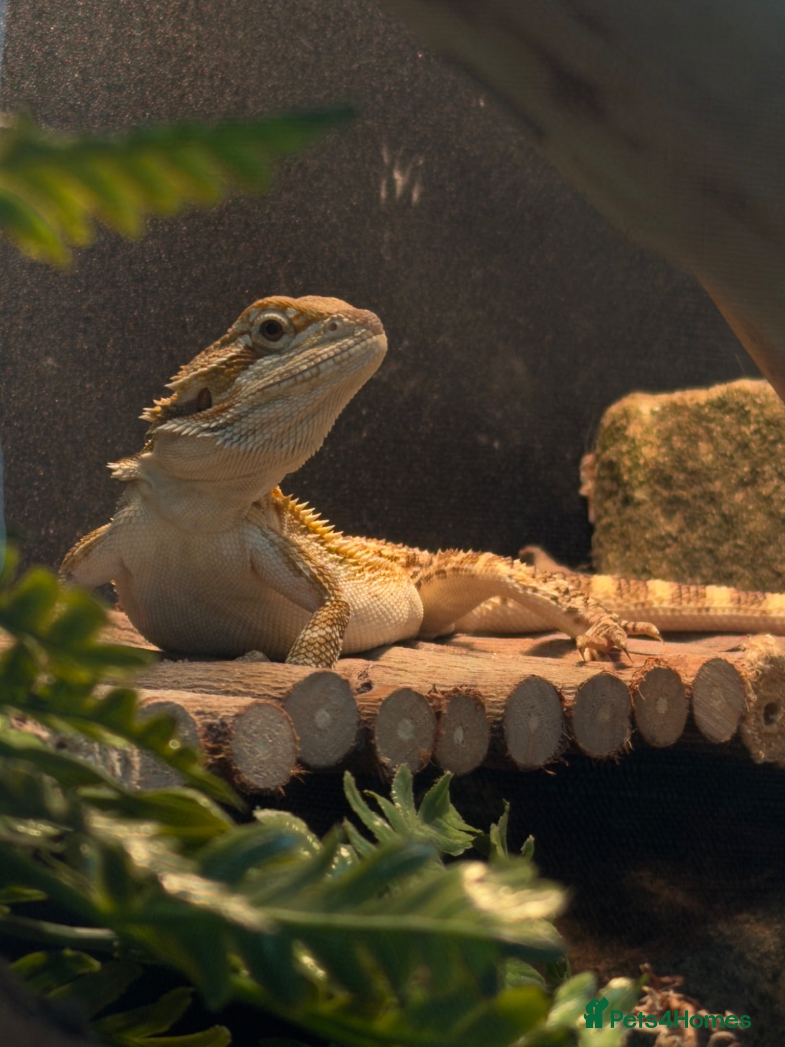 Bearded Dragon reptiles Bearded Dragon  - Advert 1