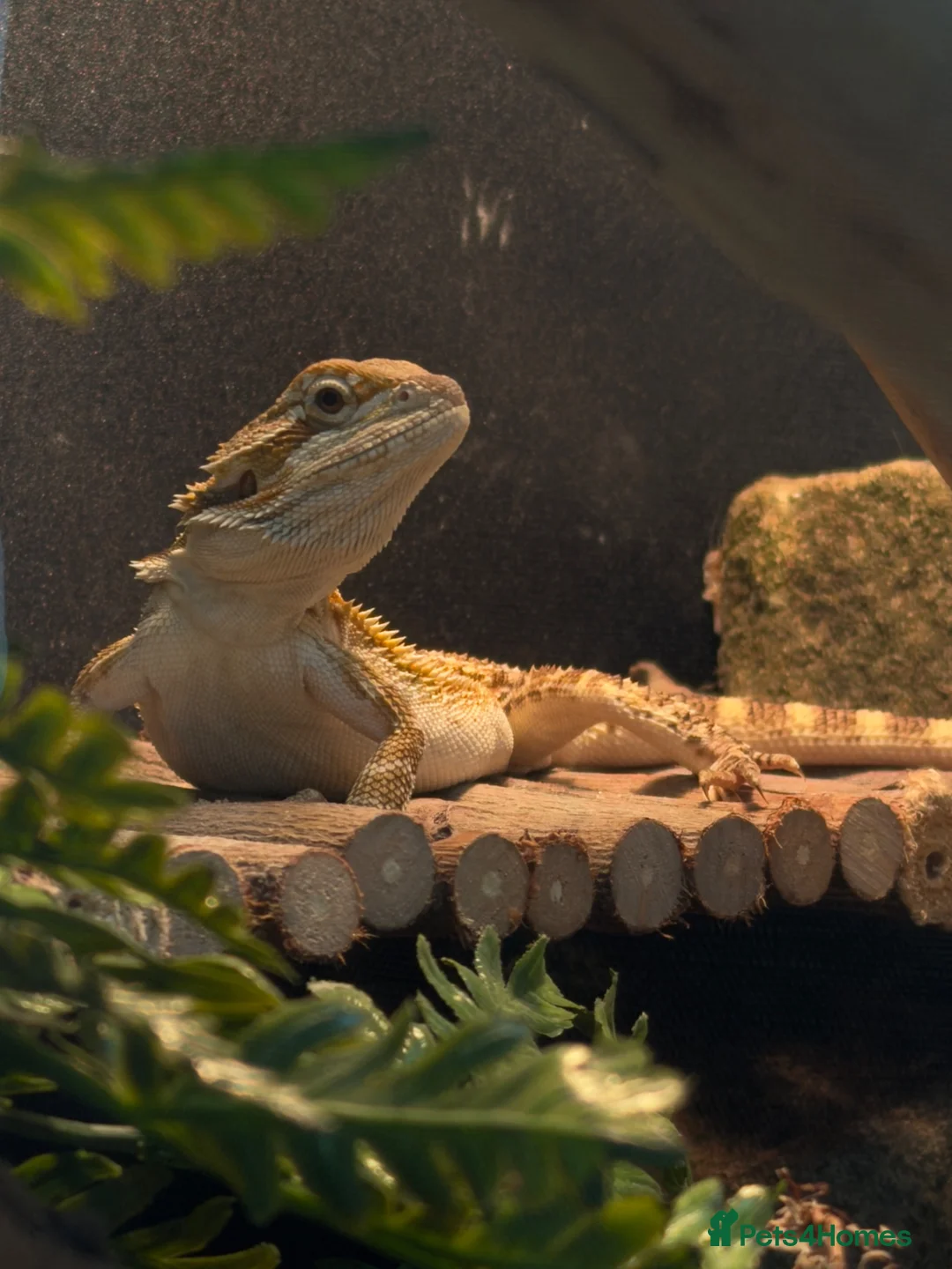 Bearded Dragon reptiles for sale: Bearded Dragon  - Advert 1