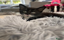Maine Coon cats for sale: 1/2 Maine coon, 1 boy left. 8 weeks & ready to go - Image 7