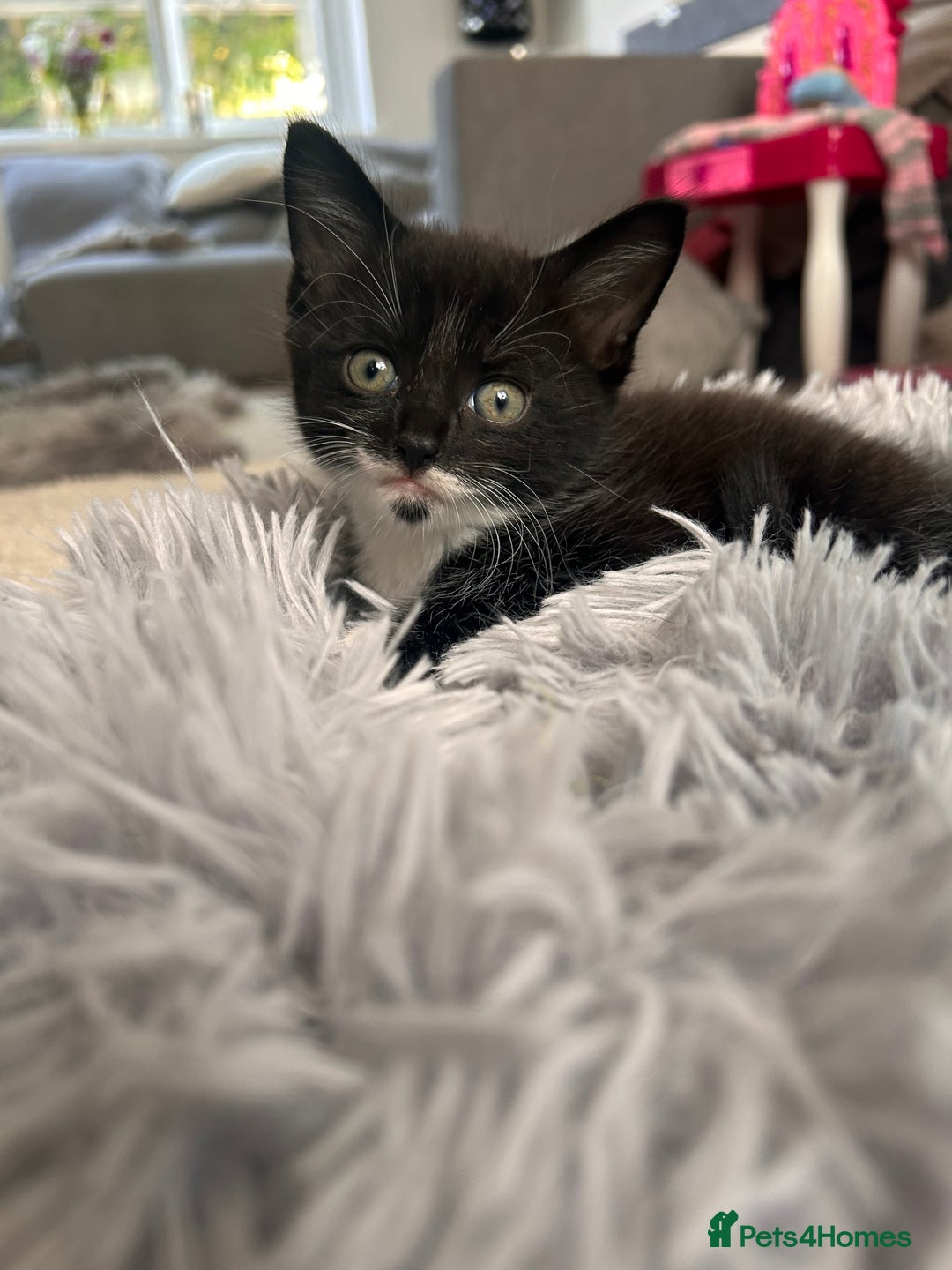 Maine Coon cats for sale: 1/2 Maine coon, 1 boy left. 8 weeks & ready to go - Image 7