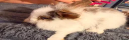 Mixed Breed rabbits for sale: Beautiful Rabbits Looking for Loving Homes 🐰 - Advert 9