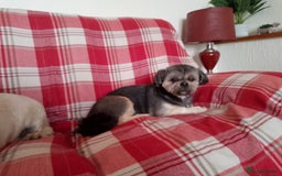 Lhasa Apso dogs for sale: Lhasa Apso 4 year old Bitch - Image 2