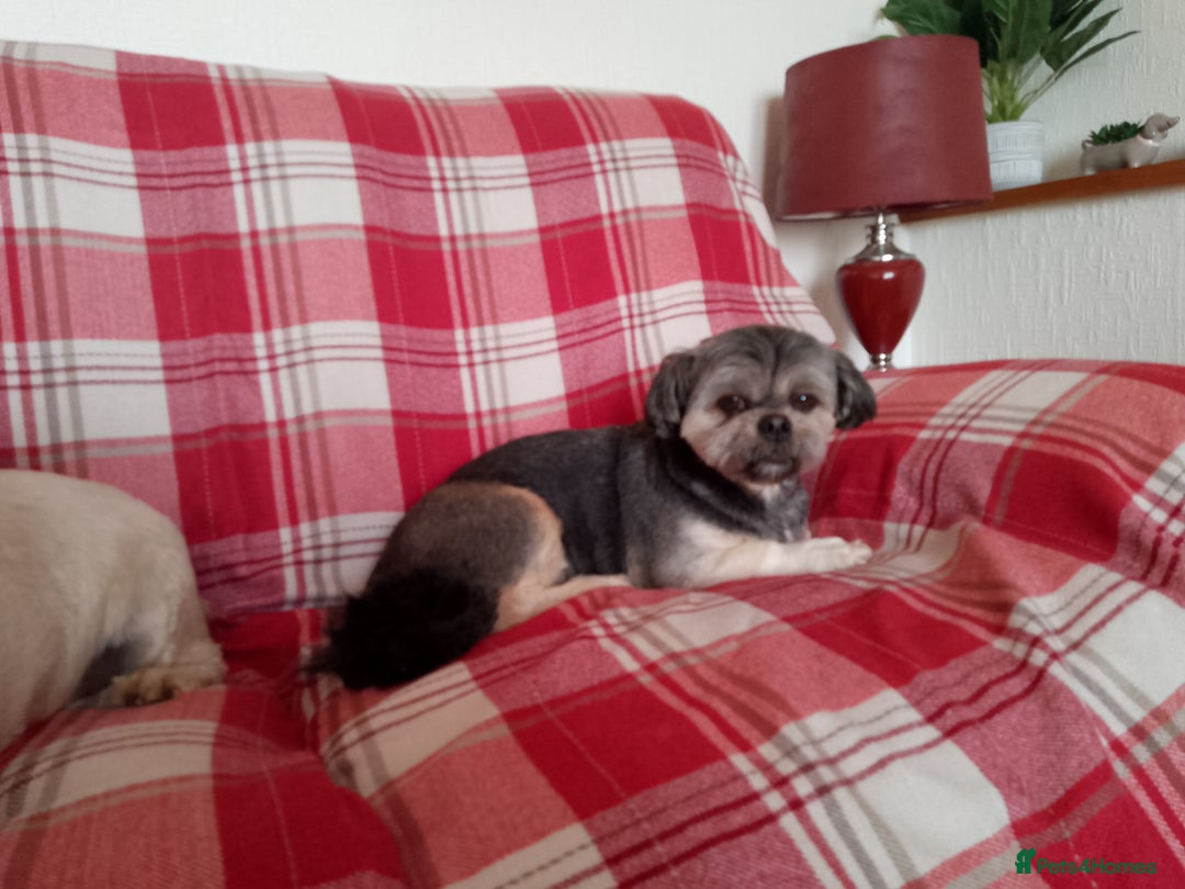 Lhasa Apso dogs for sale: Lhasa Apso 4 year old Bitch - Image 2