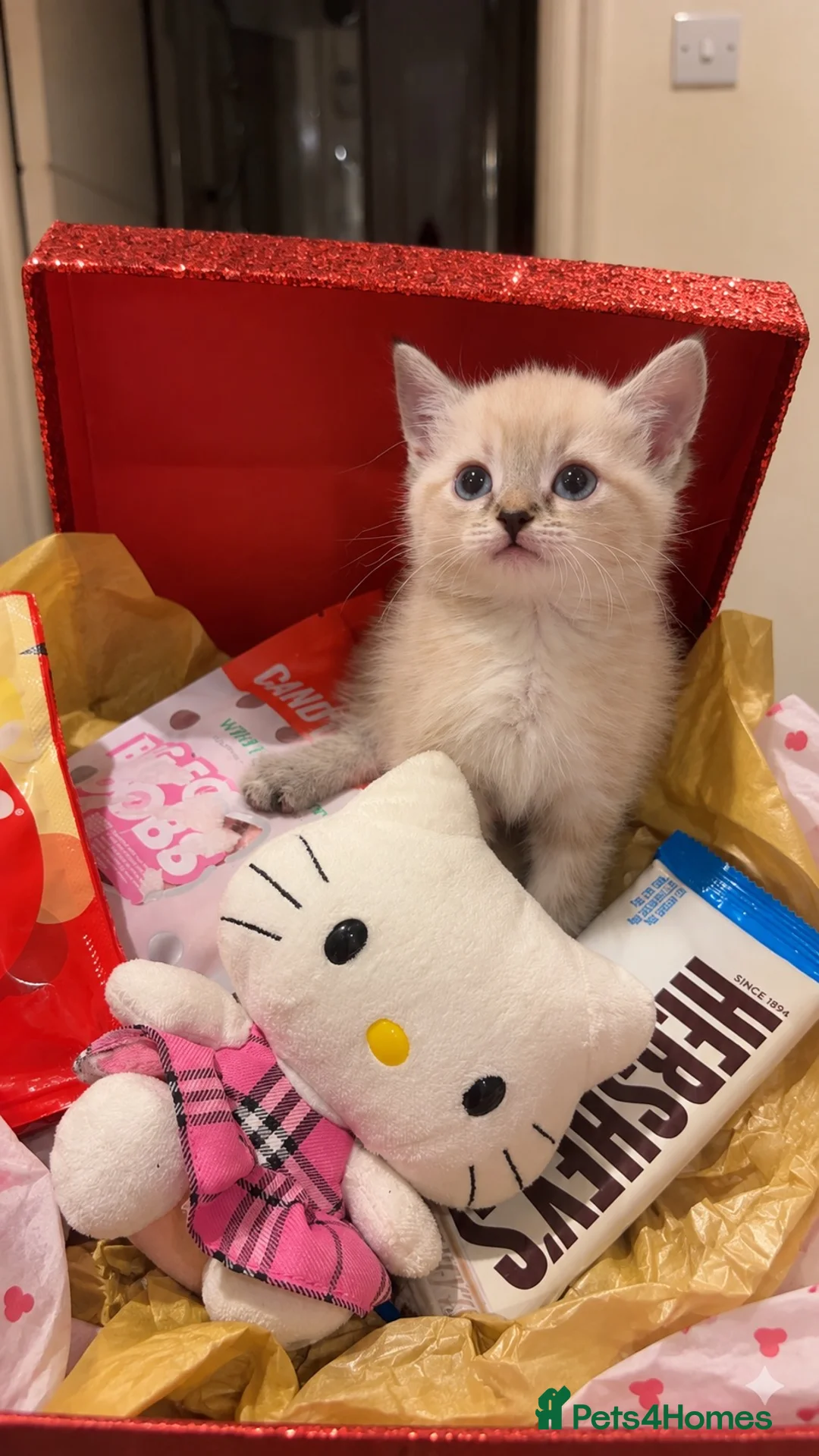 British Shorthair cats for sale: Bengal x British shorthair kitten! - Advert 2