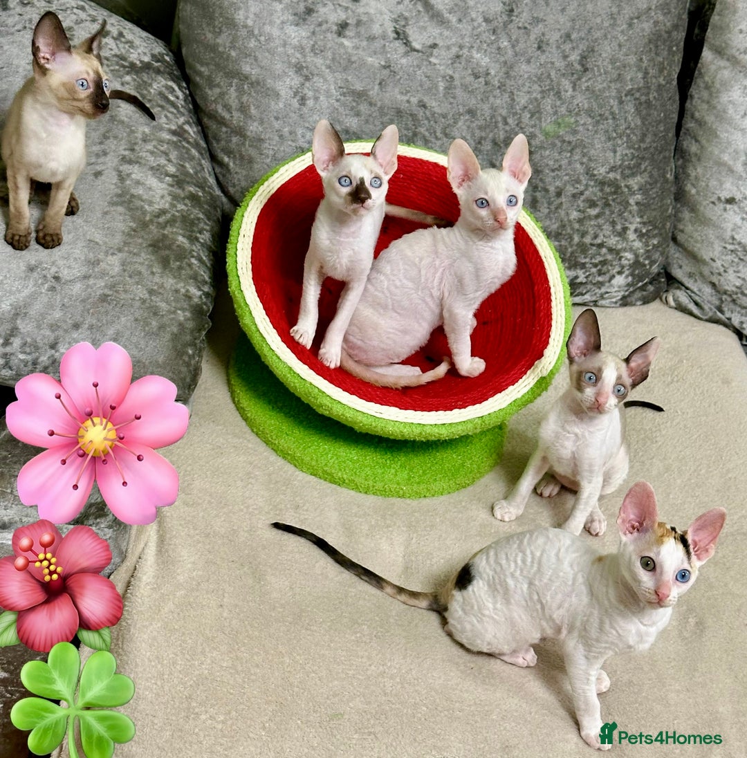 Cornish Rex cats for sale: 🌟Cornish Rex Kittens — Blue Eyes, Champion Line🌟 - Advert 5