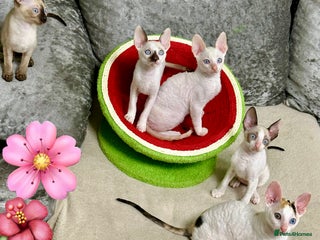 Cornish Rex cats 🌟❤️Pure Cornish Rex Kittens – Ready Now, 13 Weeks - Advert 2