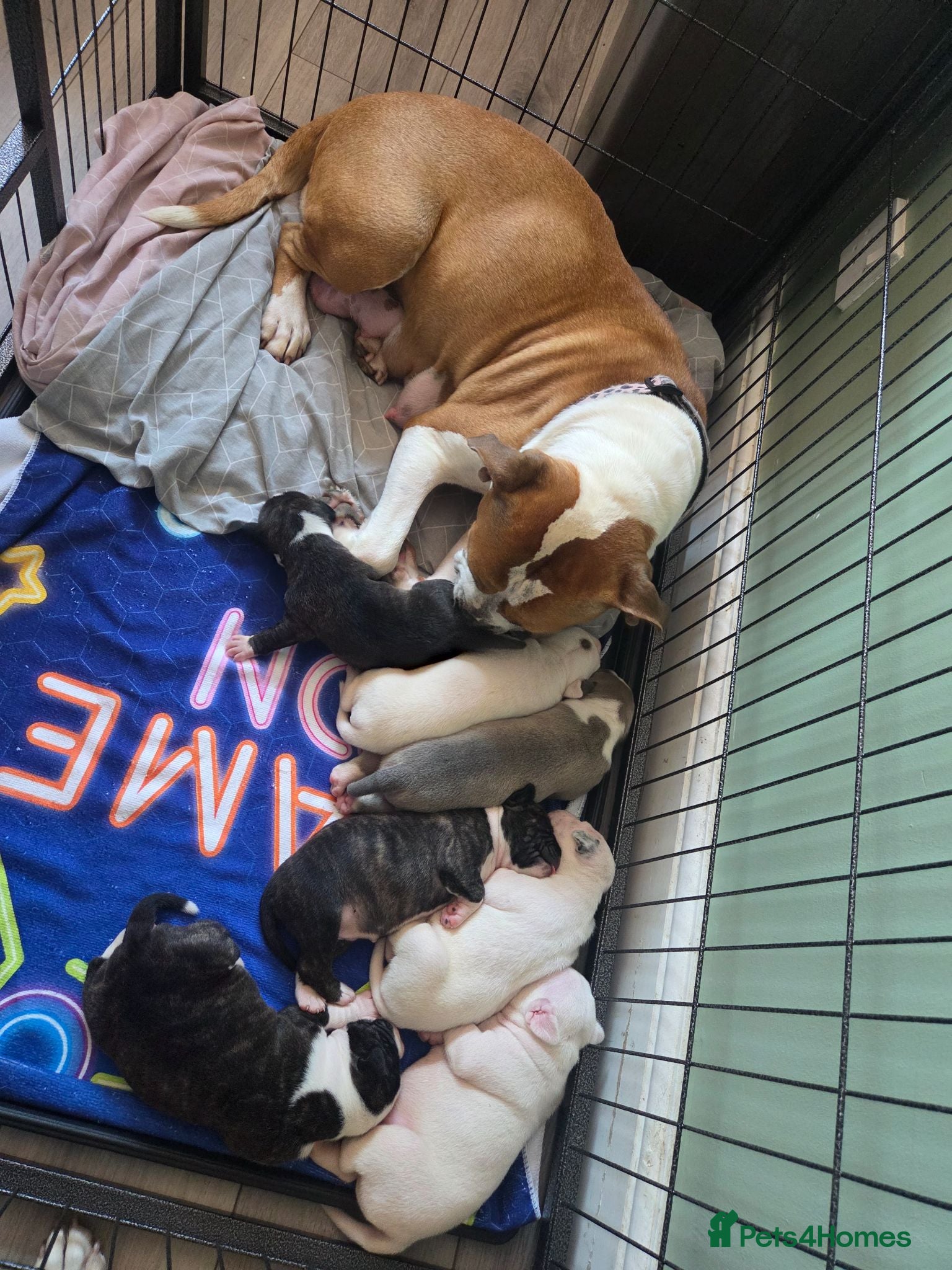 Mixed Breed dogs American bulldog x staffy  - Advert 11