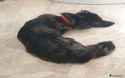 Mixed Breed dogs for sale: Oreo  - Image 1