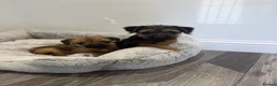 Border Terrier dogs for sale: Border terrier - Advert 6