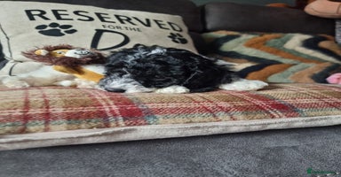 Mixed Breed dogs - Advert 2