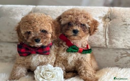 Cavapoochon dogs for sale: Stunning cavapoochon puppies  - Image 5