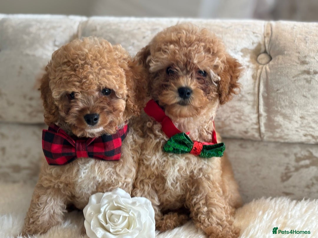 Cavapoochon dogs for sale: Stunning cavapoochon puppies  - Image 5