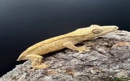 Gecko reptiles for sale: High End Various Crested Geckos for Sale - Advert 12