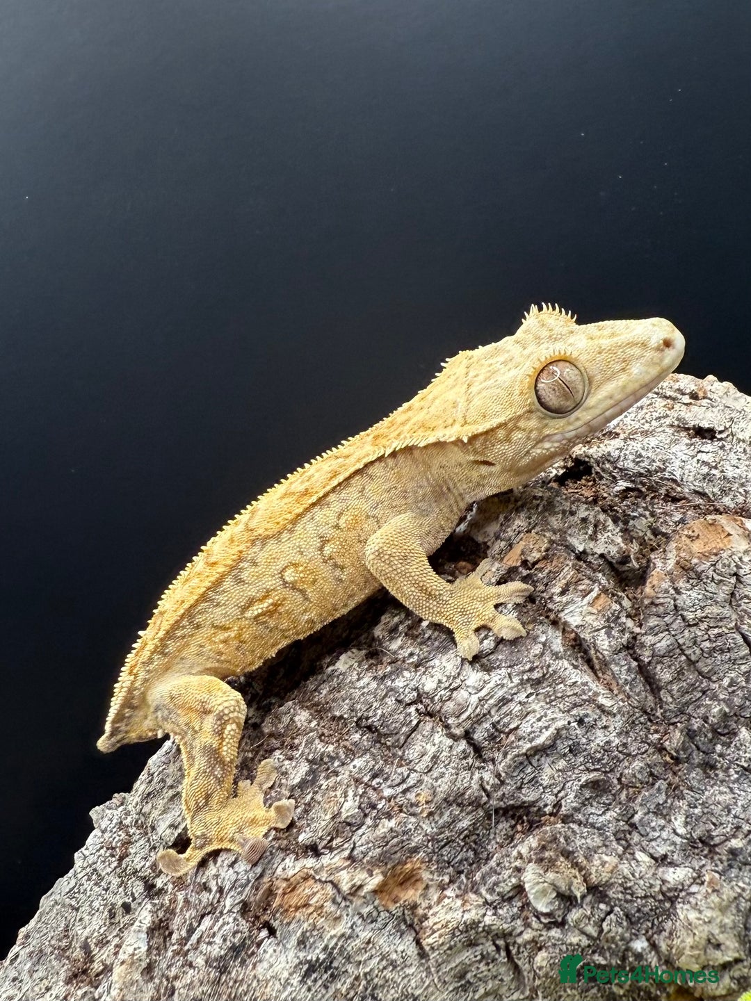 Gecko reptiles for sale: High End Various Crested Geckos for Sale - Advert 12