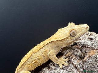 Gecko reptiles High End Various Crested Geckos for Sale - Advert 4