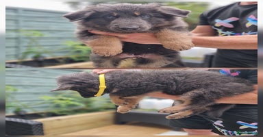 German Shepherd dogs - Advert 2