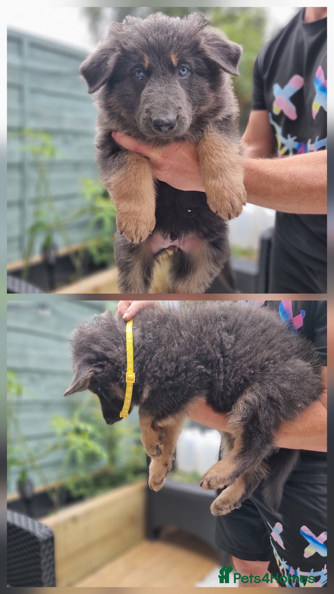 German Shepherd dogs for sale:  kc,health tested straight back german shepherd - Image 4