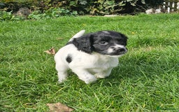 English Springer Spaniel dogs for sale: KC Registered English Springer Spaniels  - Image 8