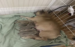 French Bulldog dogs for sale: French Bulldog Puppies - Image 6