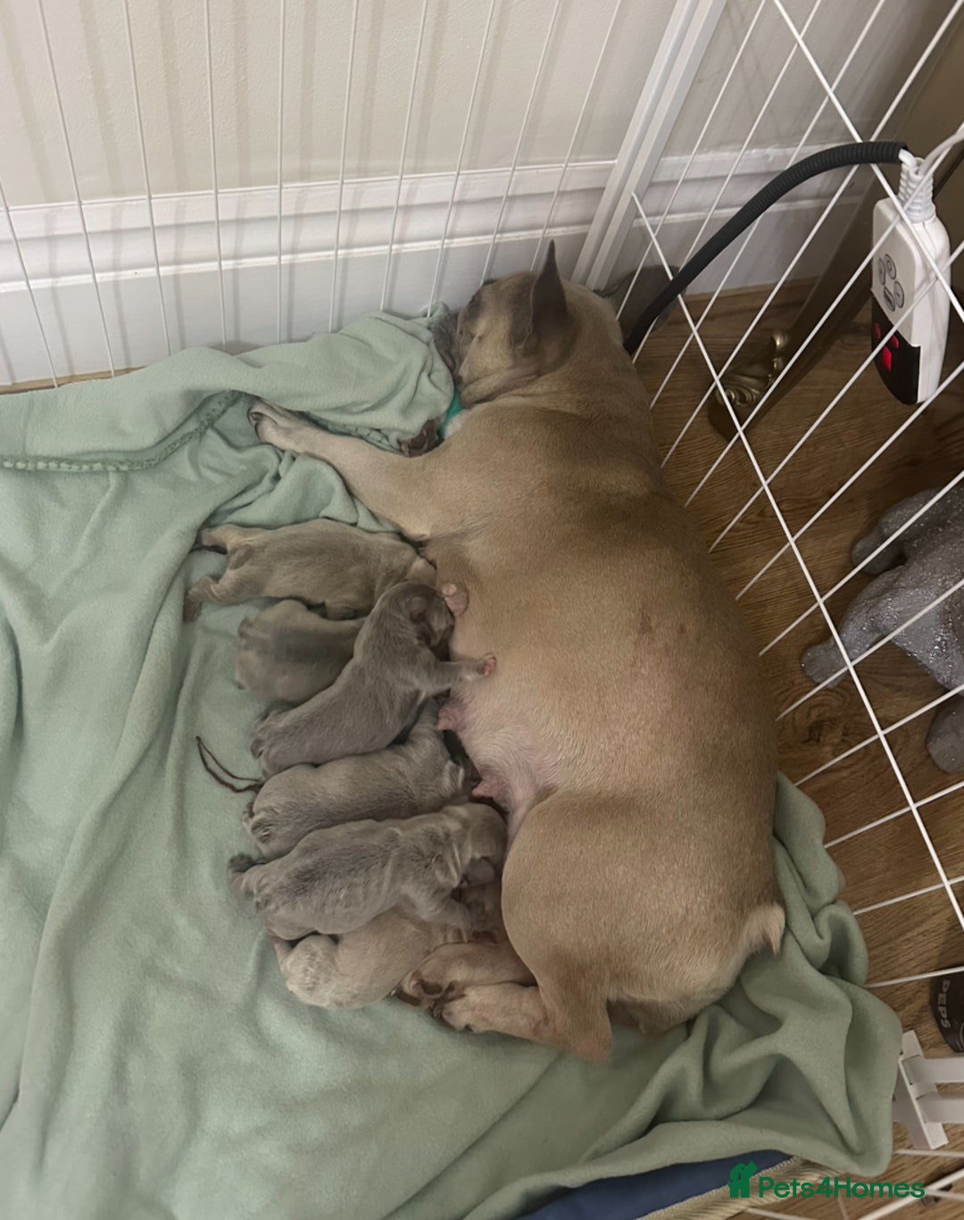 French Bulldog dogs for sale: French Bulldog Puppies - Image 6