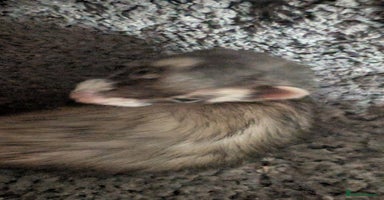 Ferret rodents - Advert 1