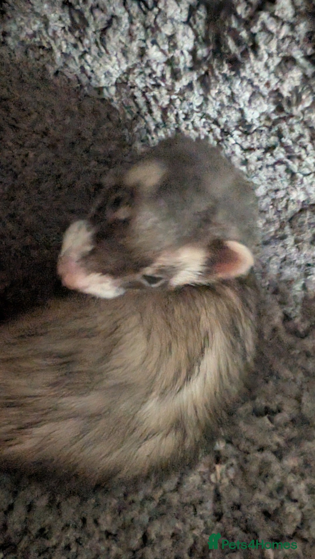 Ferret rodents for sale: 2 female ferrets with cage etc - Image 2