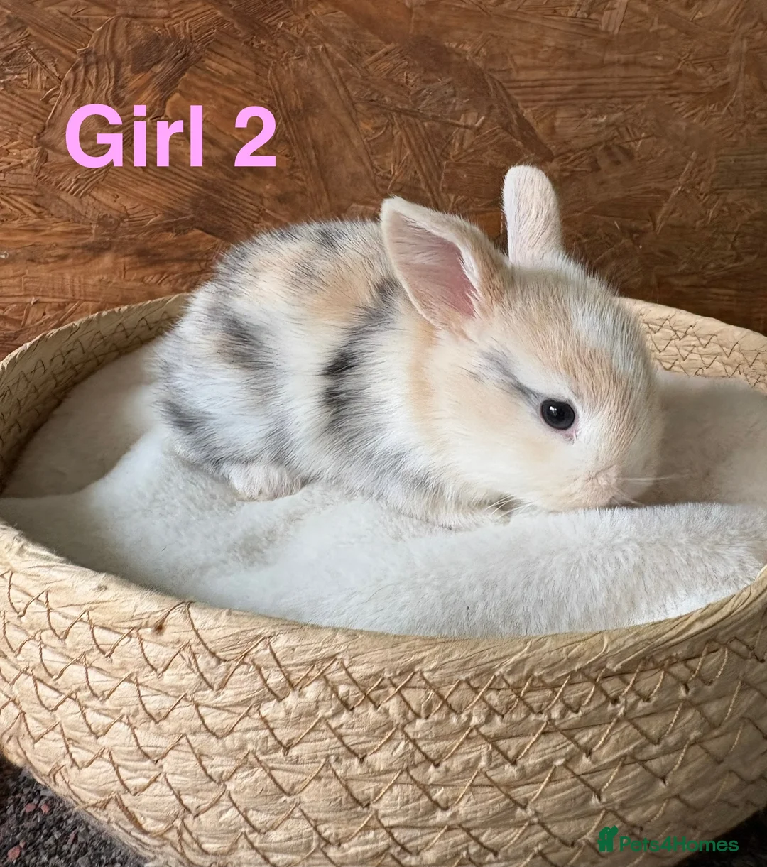 Mini Lop rabbits for sale: Mini lops available to reserve - Advert 2