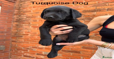 Labrador Retriever dogs - Advert 6