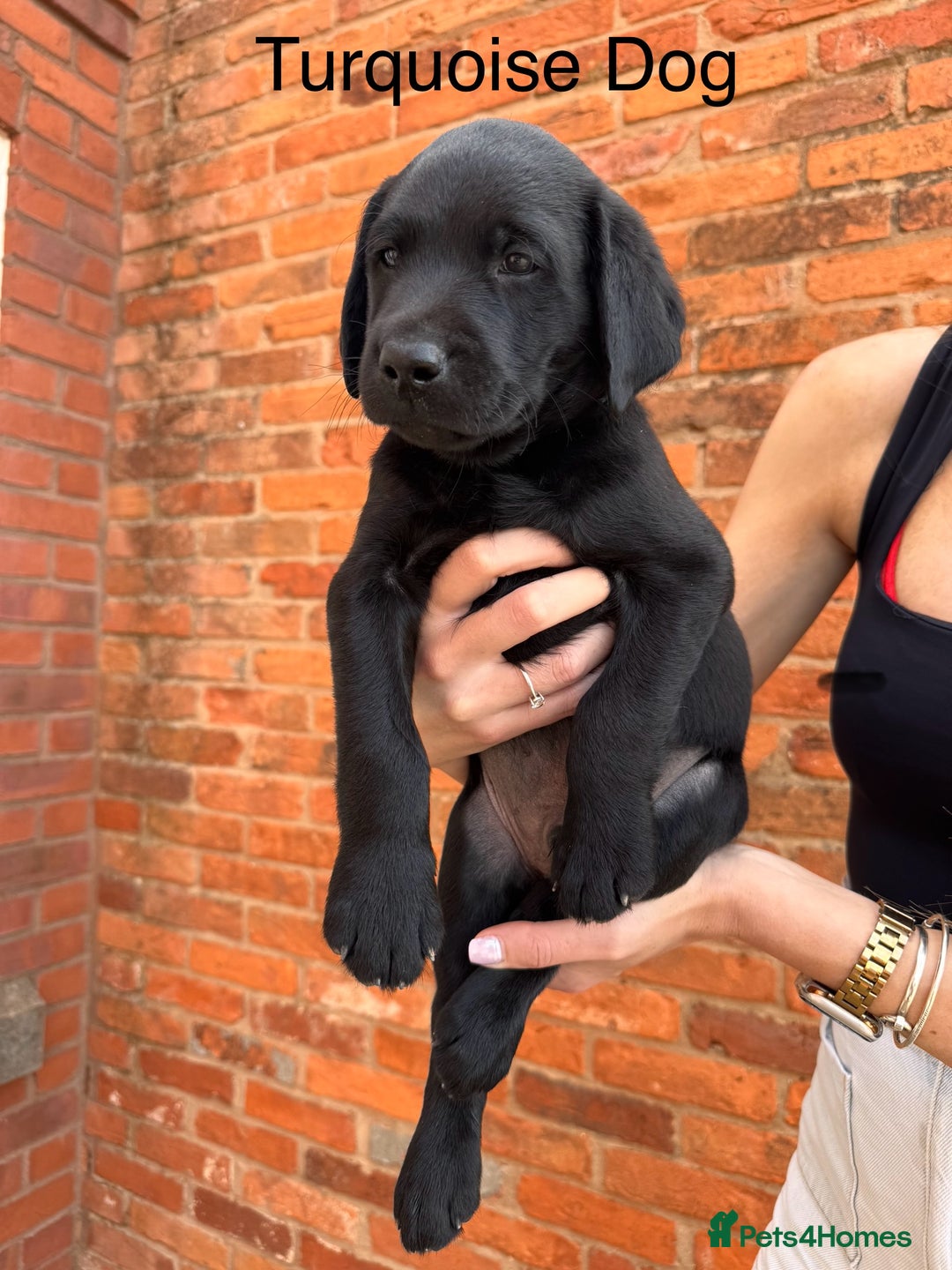 Labrador Retriever dogs for sale: 6 x Beautiful Black Labrador Puppies for sale. - Image 1