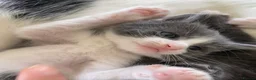 Mixed Breed cats for sale: 8 wk Grey White Kitten - Advert 21