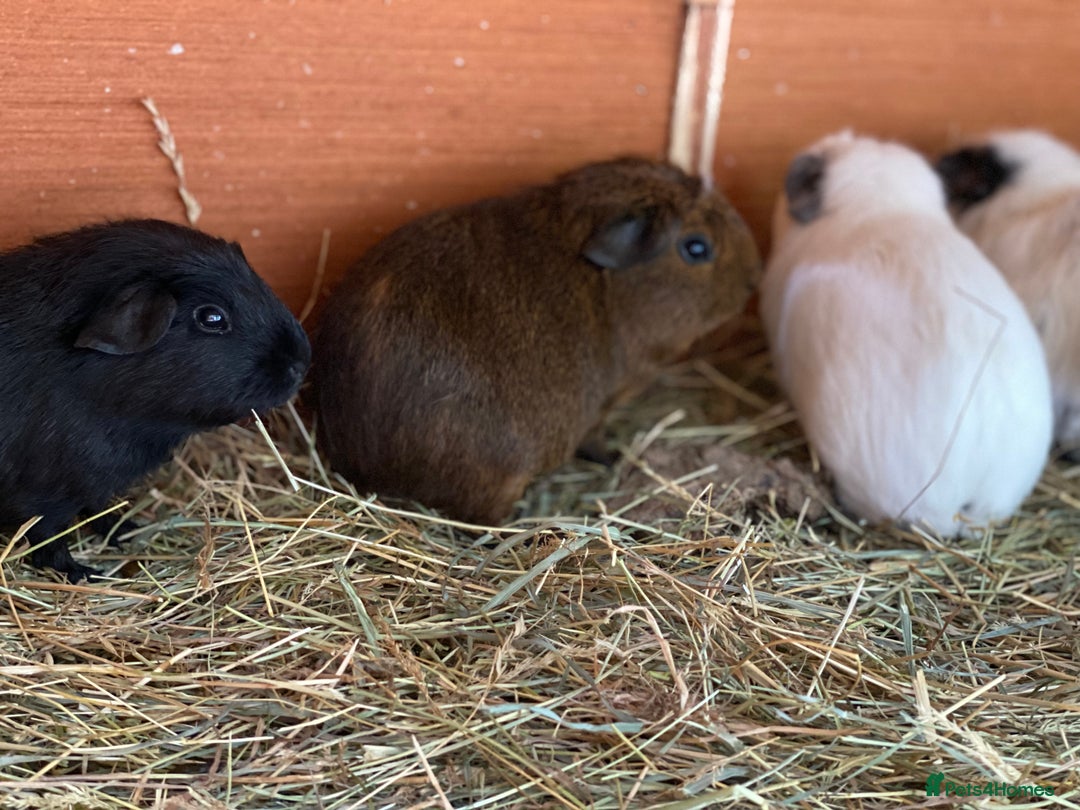 Guinea Pig rodents for sale: Beautiful mix of baby male Guineapigs dal Cali ect - Image 11