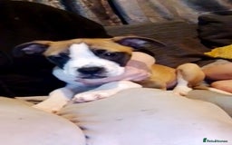 Mixed Breed dogs for sale: Staffy cross boxer female - Image 10