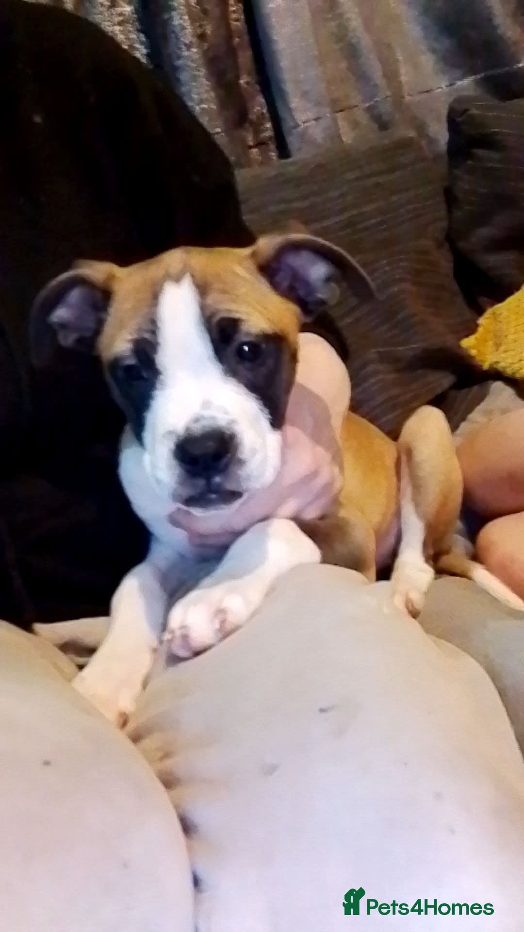 Mixed Breed dogs for sale: Staffy cross boxer female - Image 10
