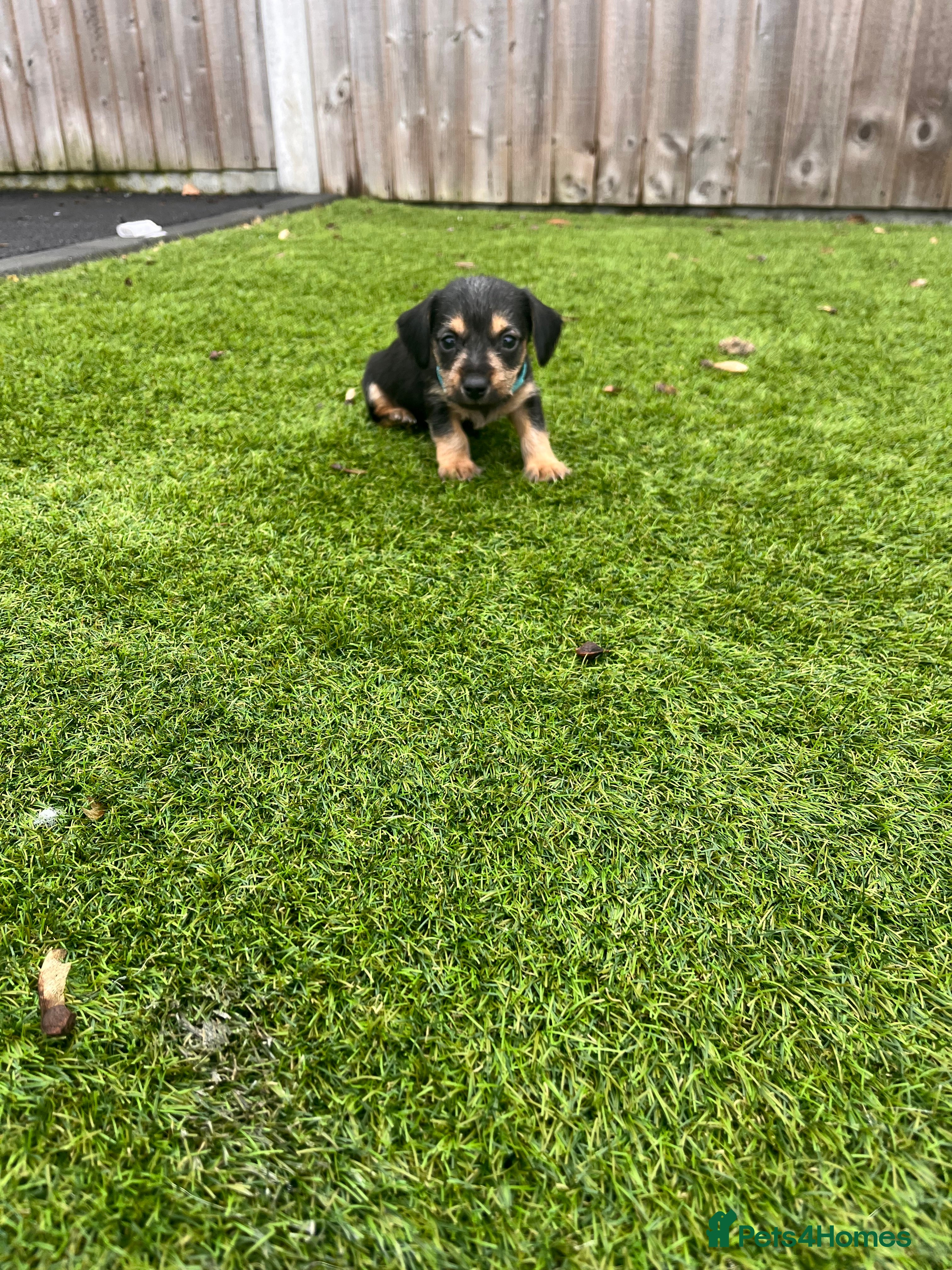 Mixed Breed dogs 2 beautiful jackshund puppies left for sale - Advert 5
