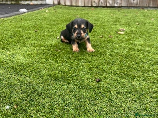 Mixed Breed dogs 2 beautiful jackshund puppies left for sale - Advert 4