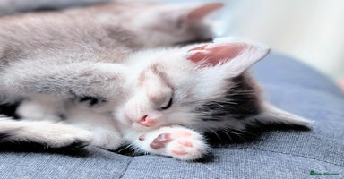 British Shorthair cats - Advert 7