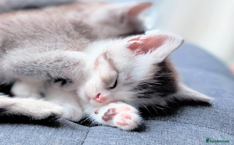 British Shorthair cats - Advert 4