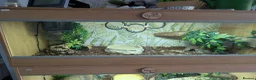 Python Snake reptiles for sale: Albino Pinstriped Royal Python  - Advert 3