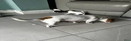 Jack Russell dogs for sale: Beautiful Miniature Jack Russell’s  - Advert 20