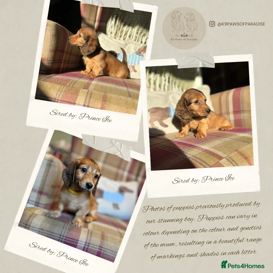 Miniature Dachshund dogs for stud: PROVEN CLEAR CREAM STUD BOY ❄️PRINCE ICE❄️ - Advert 23
