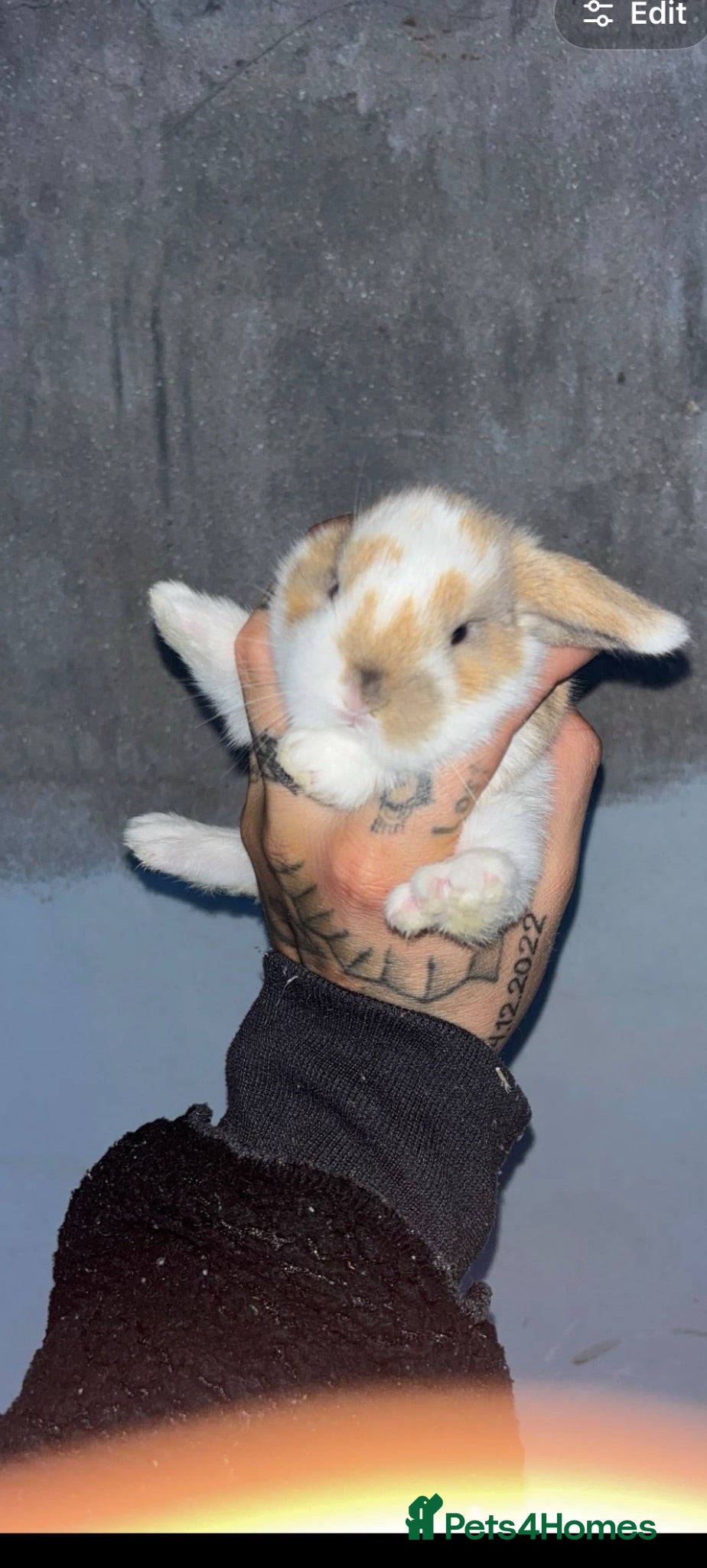 Mini Lop rabbits Mini lops - Advert 2