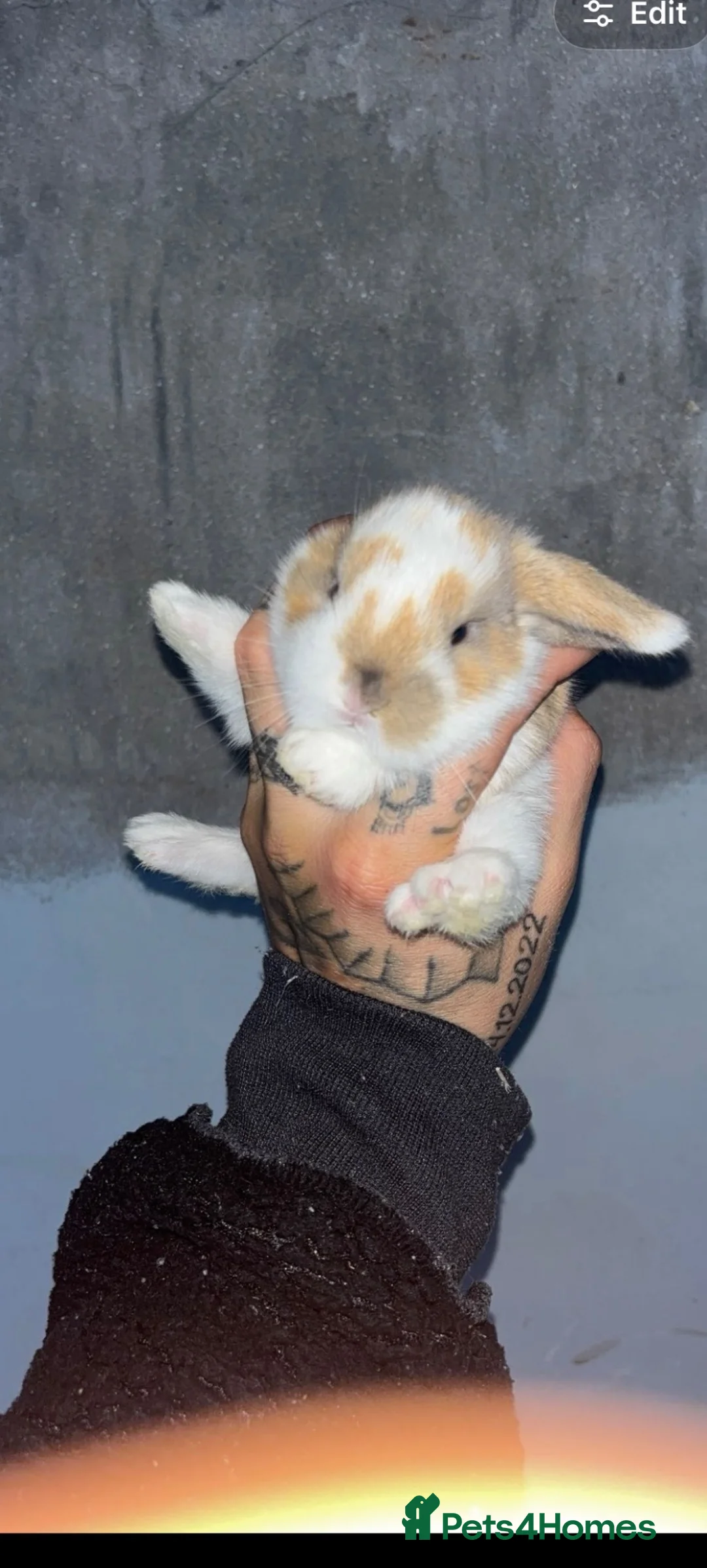 Mini Lop rabbits for sale: Mini lops - Advert 1
