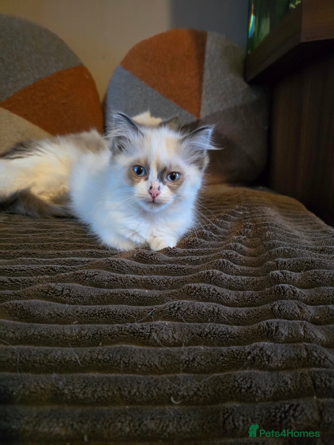 Ragdoll cats for sale:  ragdoll kittens parents gccf registered  - Image 17