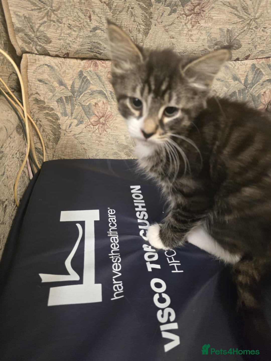 Mixed Breed cats for sale: Maincoon x tabby kittens  - Advert 5