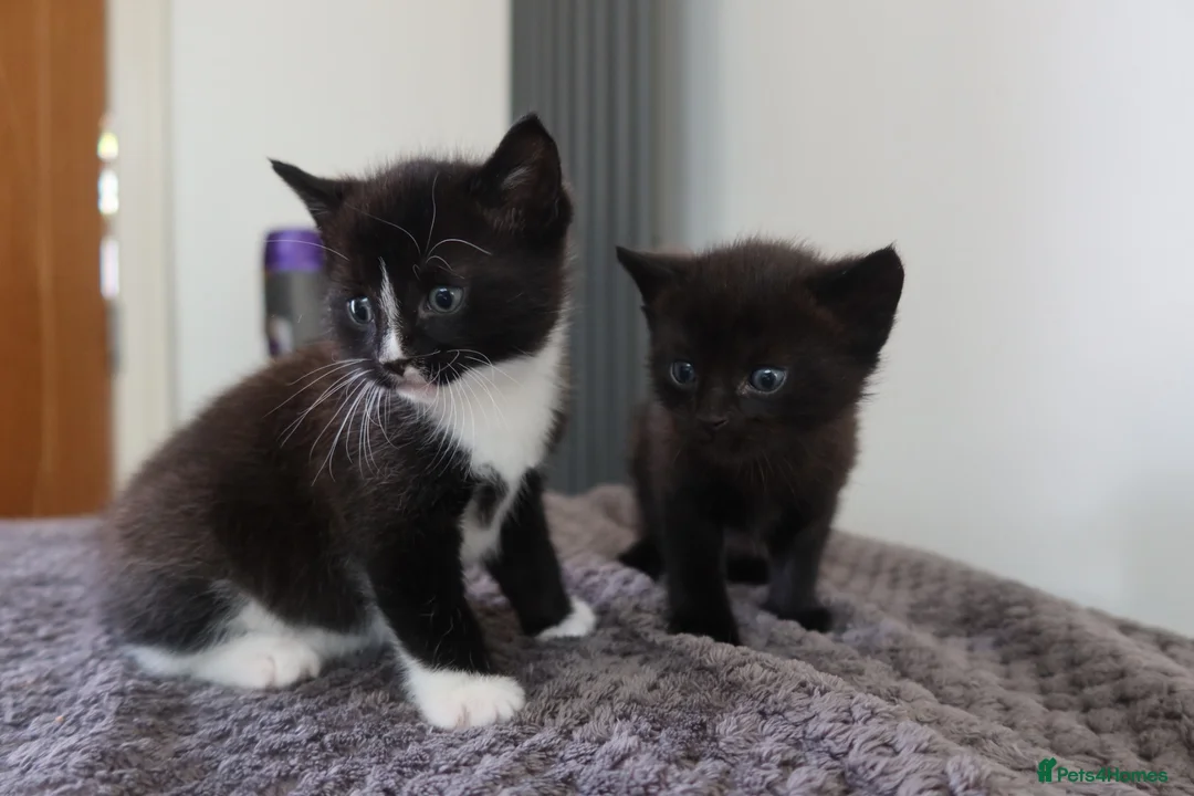 Domestic Shorthair cats for sale: Two 4 week old kittens with mother - Advert 1