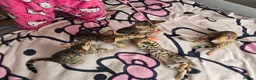 Bengal cats for sale: 😺5 Exceptional Bengal Kittens 😸 male - Advert 9