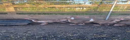 Ducks poultry for sale: Chocolate Muscovies  - Advert 4